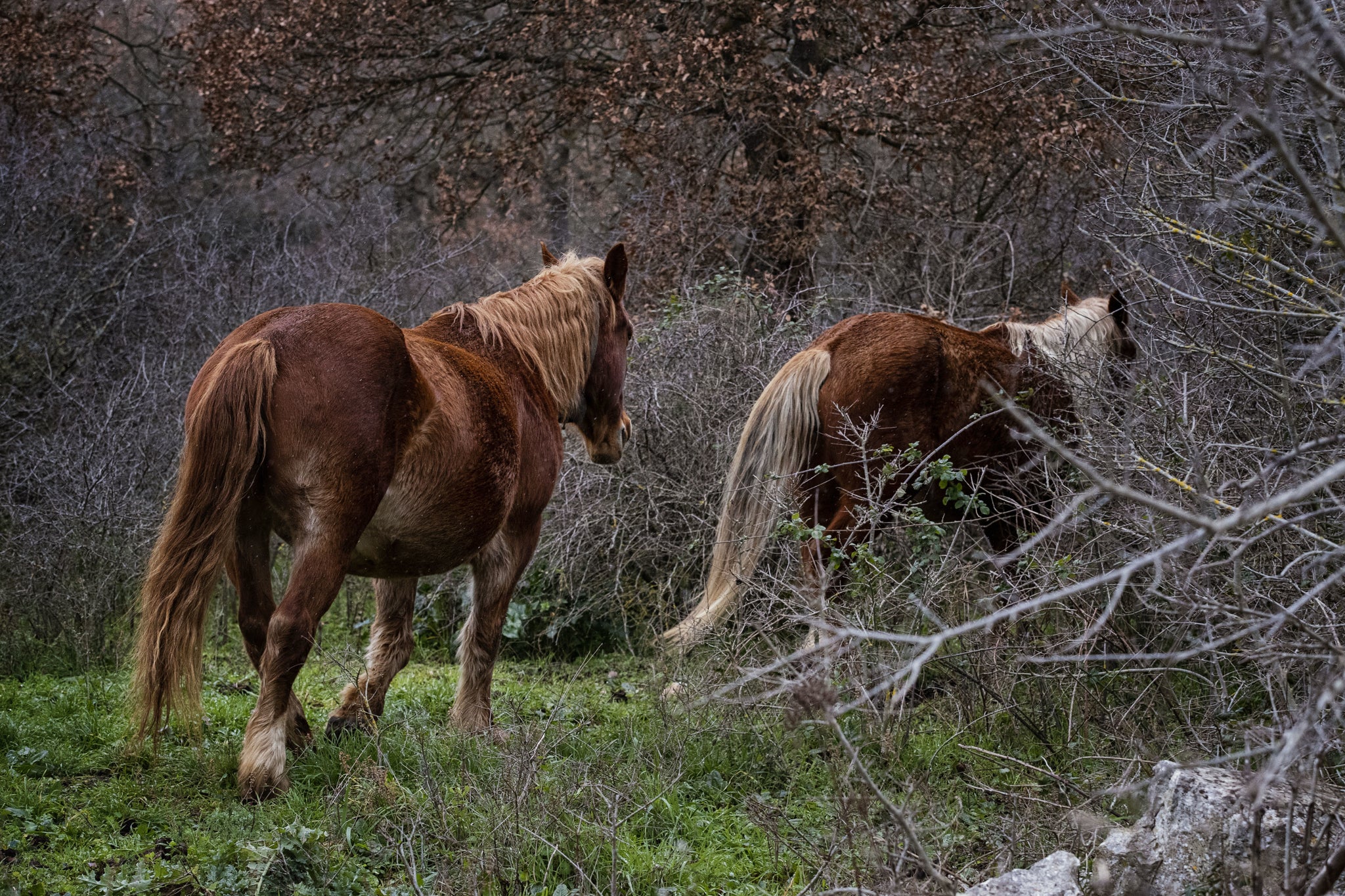 Twee mooie bruine paarden die weglopen van de camera